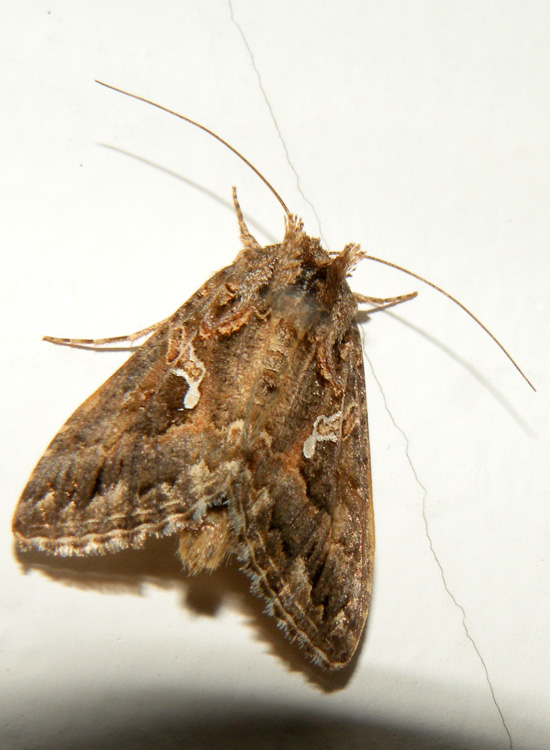 Noctuidae: Trichoplusia ni ? - S
